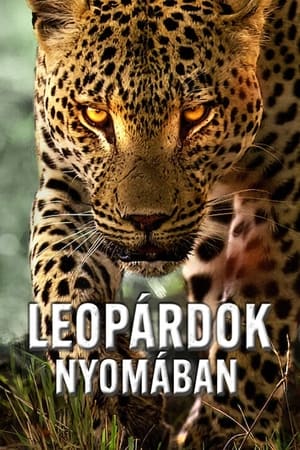 Poster Leopárdok nyomában 2024