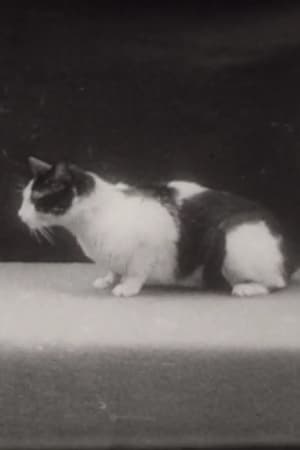 Poster Epithelkörperchenexstirpation bei der Katze 1936