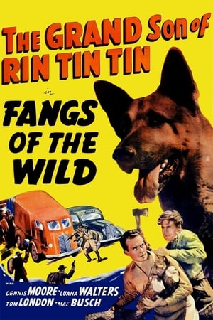 Poster Rin Tin Tin 1939