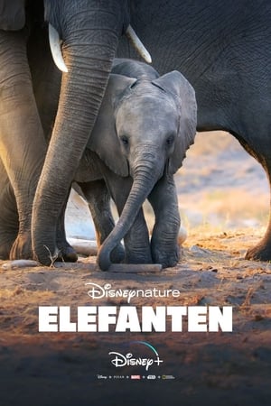 Image Elefanten