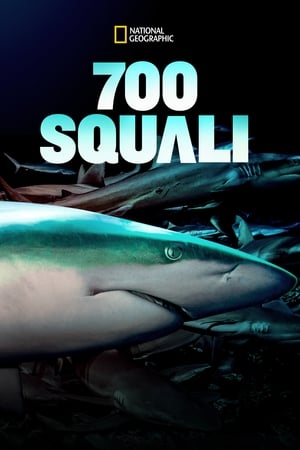 Image 700 squali nella notte
