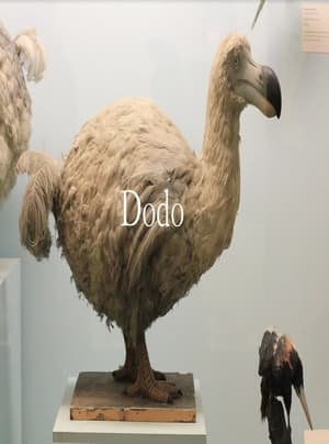 Poster Dodo 2023