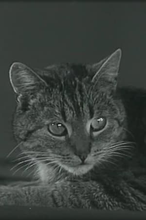 Poster Muskarin-Vergiftung und ihre Beseitigung durch Atropin bei der Katze 1941