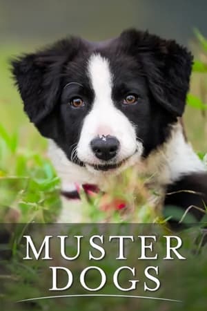 Image Muster Dogs