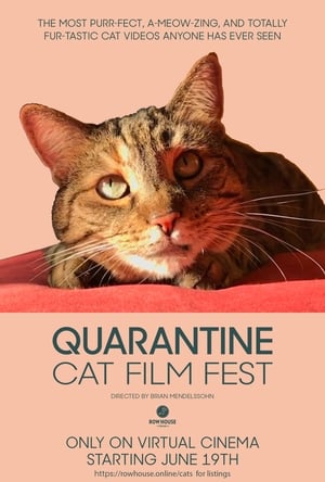 Poster Quarantine Cat Film Festival 2020