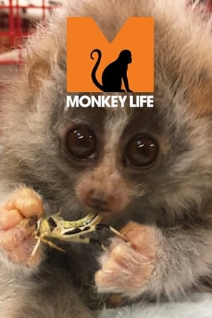 Poster Monkey Life 第 4 季 2010