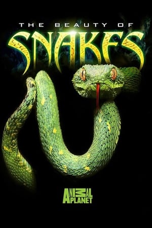 Poster The Beauty of Snakes 2003