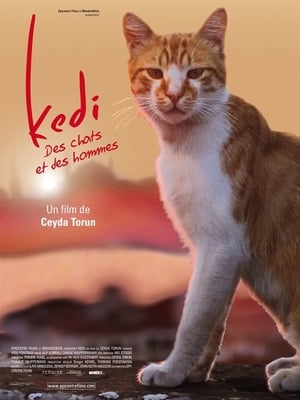 Image Kedi - Des chats et des hommes