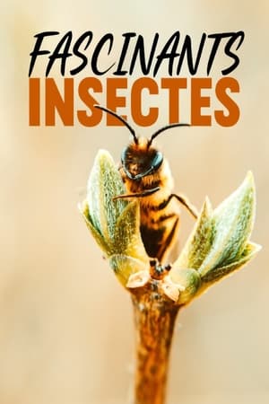 Image Fascinants insectes