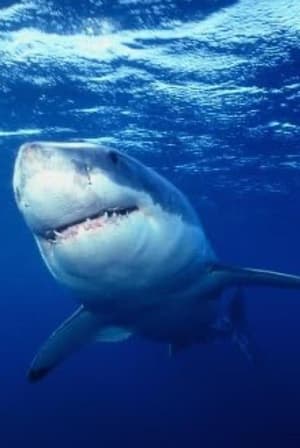 Image Great White Shark