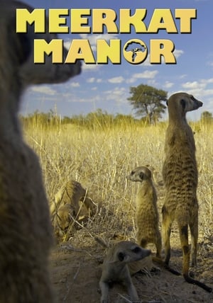 Poster Meerkat Manor Temporada 2 2006