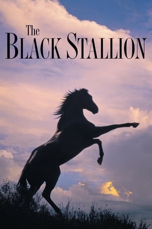 Image The Black Stallion