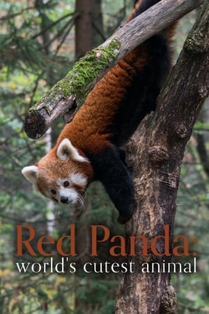 Image Red Panda: World's Cutest Animal