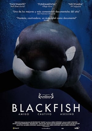 Poster Blackfish 2013
