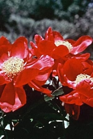 Poster 꽃의 노래 1959