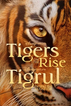 Poster Tigers on the Rise 2024