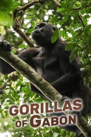 Poster Gorillas of Gabon 2019