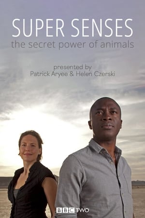 Image Super Senses: The Secret Power of Animals