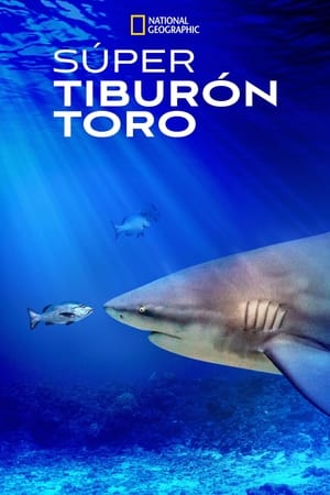 Poster El tiburón toro mas grande del mundo 2021