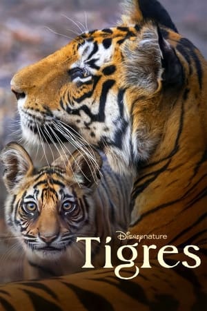 Poster Tigres 2024