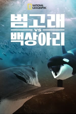 Image 범고래 vs 백상아리