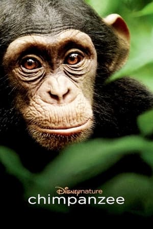Image Шимпанзе