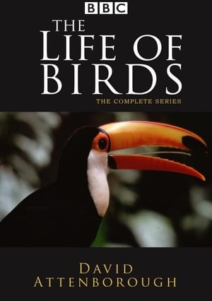 Poster The Life of Birds 1998