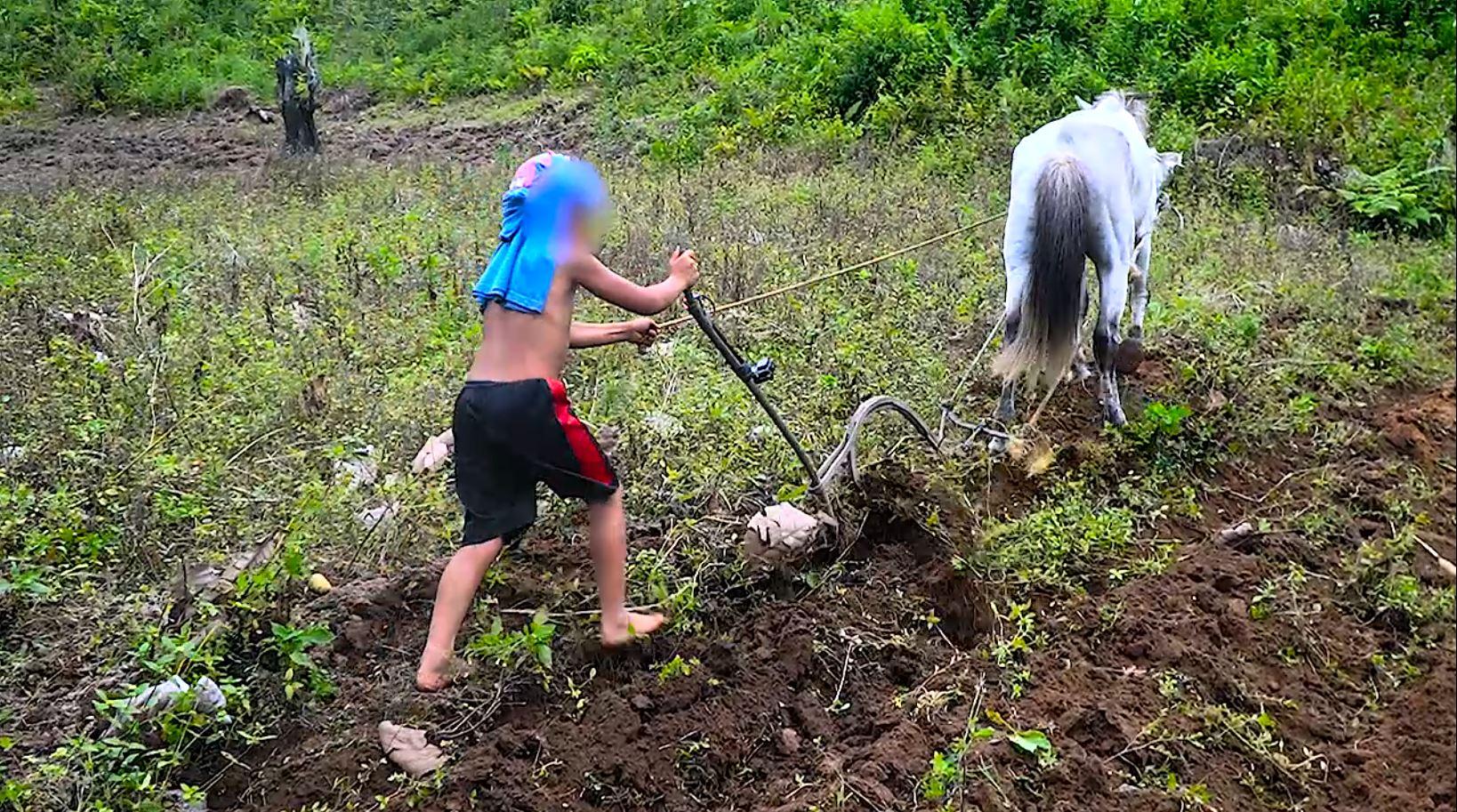 10-year-old boy in Sultan Kudarat plows land with horse to help his family