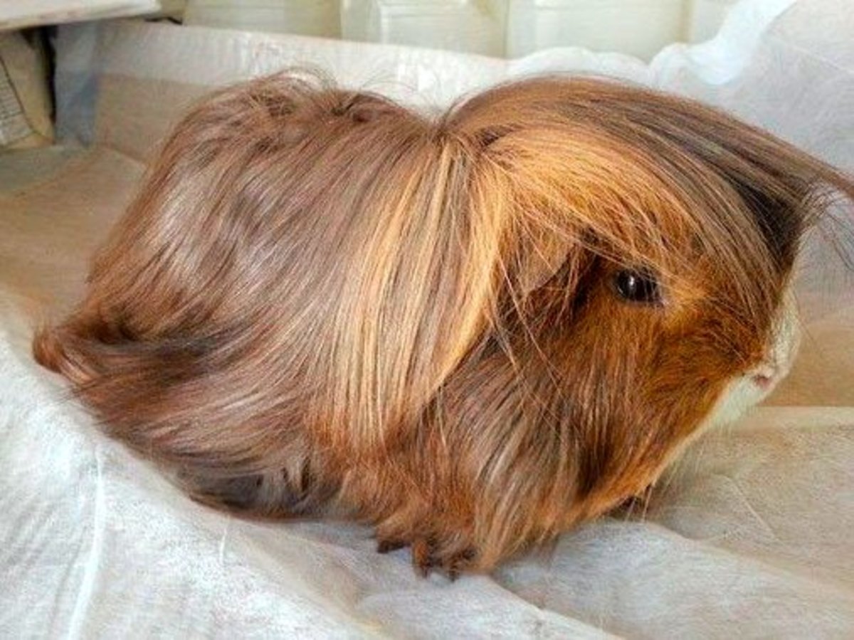 Peruvian guinea pigs are absolutely gorgeous, but they require far more attention to grooming, hygiene and health when caring for them.