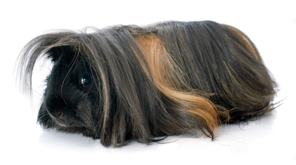 This Peruvian guinea pig is ready for a new haircut. Trimmed hair should fall to the feet but not beyond, otherwise the hair can get wet and dirty.
