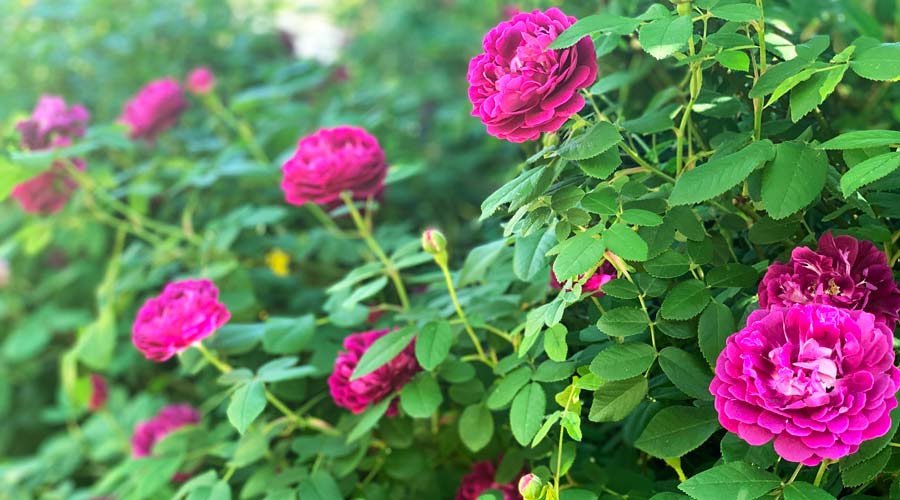 Stop and eat the roses? How to select & use edible roses in your garden. -  Tyrant Farms