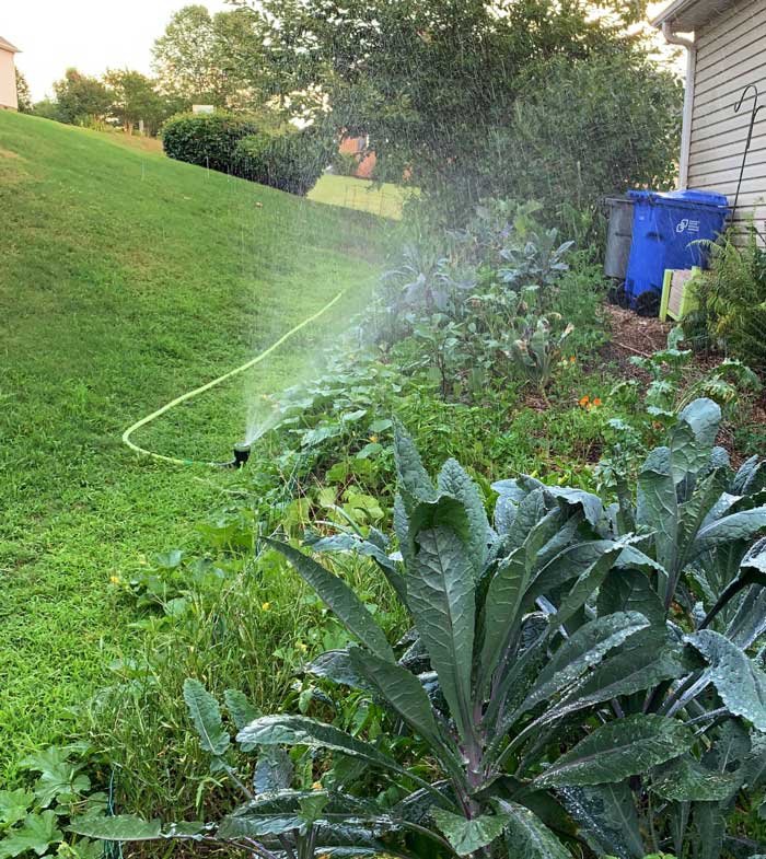 It only takes a few seconds to open the garden sprayer into its sprinkler setup. Here's our Radius Garden sprinkler-sprayer irrigating a bed in our side yard. It's set to the half circle setting so it only waters what's in front of the sprinkler, improving water efficiency. 