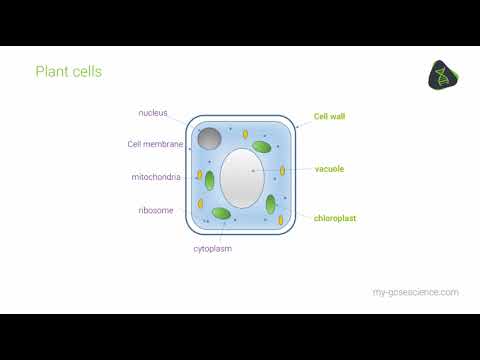 GCSE Biology Eukaryotic and prokaryotic cells (AQA 9-1)