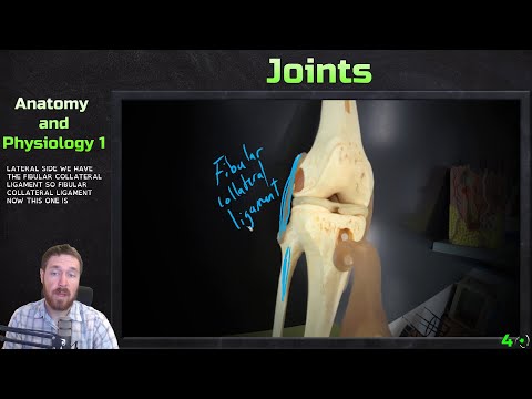 Selected Synovial Joints and Knee Model - Anatomy and...
