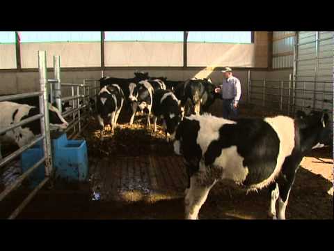 Loading Dairy Cattle - Transporting Cattle (BQA)