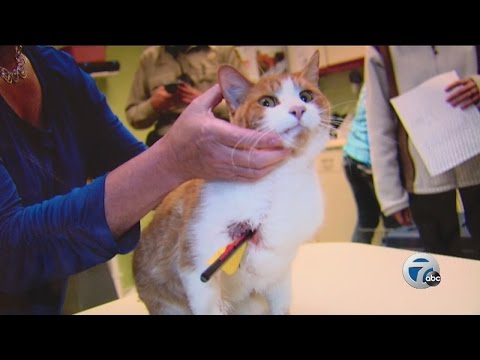 Cat recovering after being shot by crossbow bolt