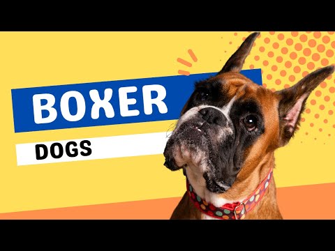 Boxer Dogs 101 - Boxer Facts