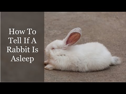How To Tell If A Rabbit Is Asleep