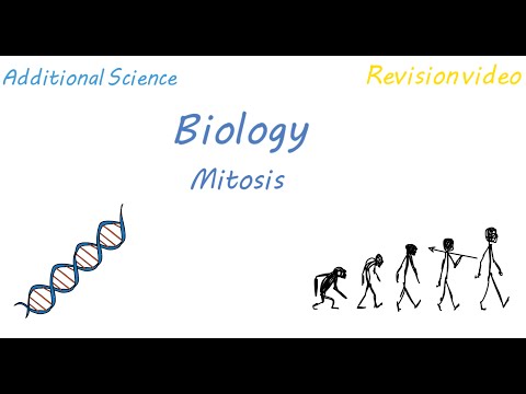 B2: Mitosis (Revision)