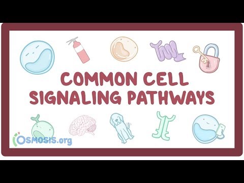 Common cell signaling pathway