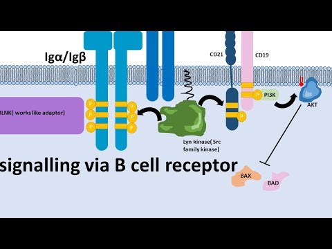B cell receptor and signalling mechanism