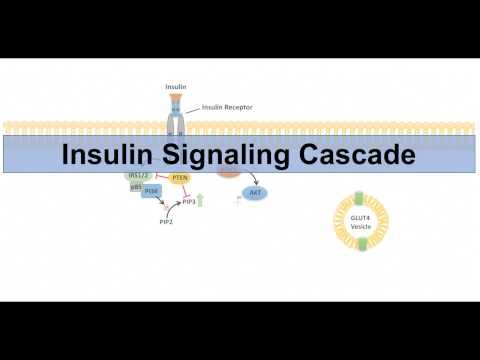 Insulin Signaling Cascade and Downstream Effects -...