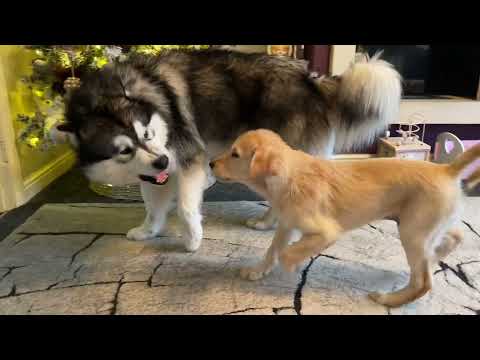 This Is The Cutest!! Golden Retriever Puppy And Giant...