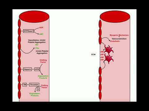 Anatomy | Physiology of Damaged Vessels & Platelets