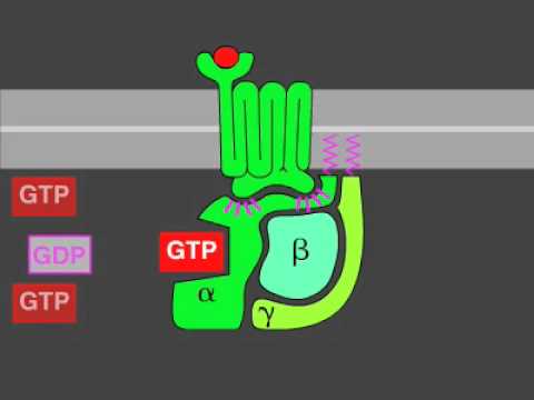 G-protein signaling
