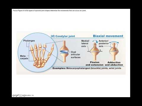 Chapter 8.4.3 Types of Synovial Joints BIO201