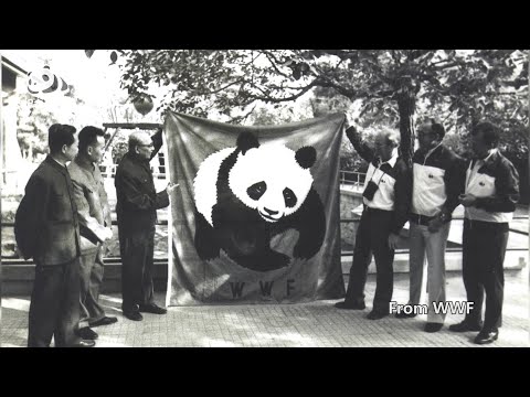 Why WWF Logo is Panda? | Pandaful Q&A