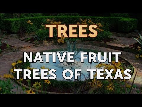 Native Fruit Trees of Texas