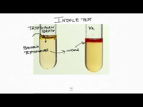 Indole test: 2 Minutes Microbiology: Dr. Tanmay Mehta