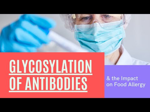 Glycosylation of Antibodies and Impact on Food allergy